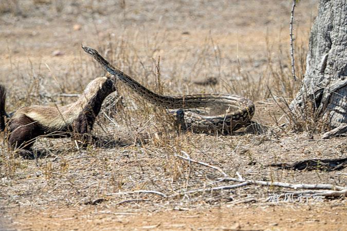 四米巨蟒遭遇平头哥，不到三分钟战斗结束！