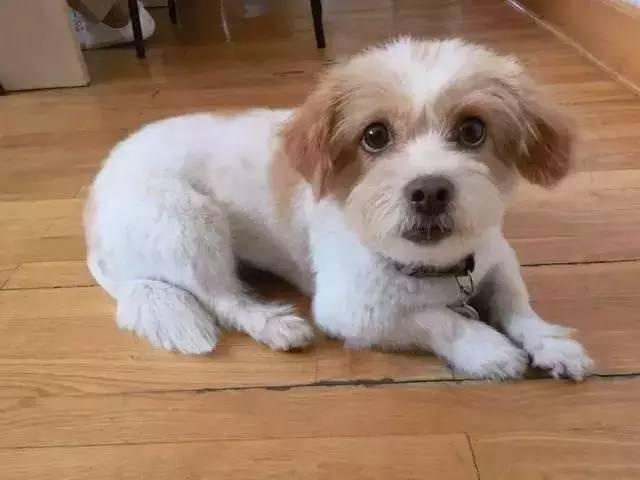 狗狗奔跑17公里,1700公里进藏的狗狗