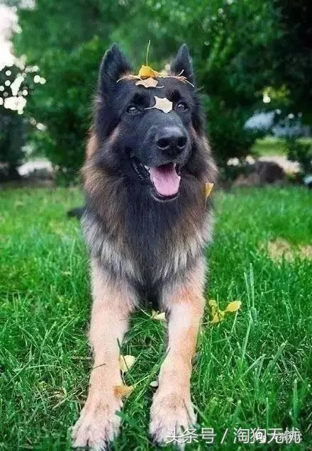 所有的狗狗都有尴尬期吗,科普狗狗知识