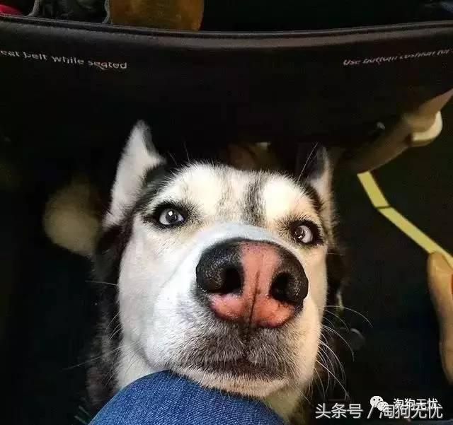 所有的狗狗都有尴尬期吗,科普狗狗知识