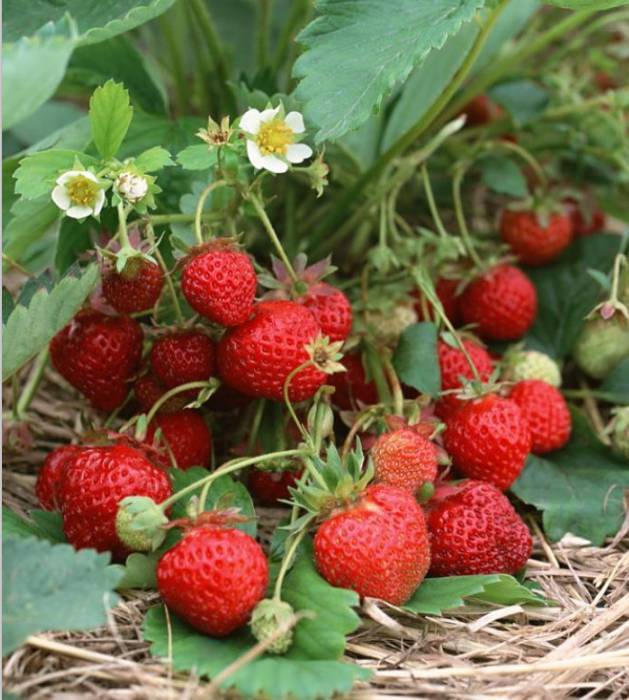 室内阳台种的草莓果子不大怎么办,阳台盆栽草莓怎么让果实结大果