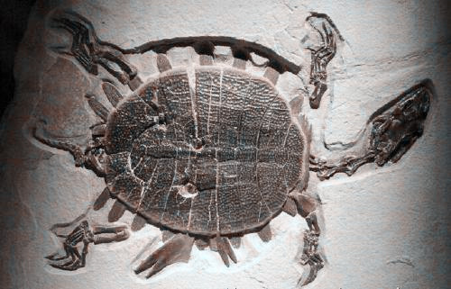 乌龟墓地之谜视频,神秘的墓地未解之谜