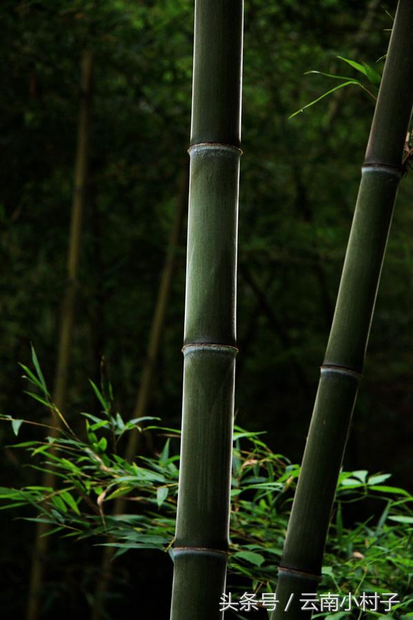 云南玉溪峨山彝人谷万亩竹海竹炭,彝人谷竹海攻略
