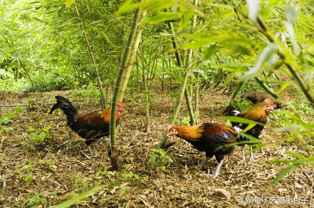 云南玉溪峨山彝人谷万亩竹海竹炭,彝人谷竹海攻略