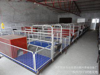 母猪栏和肥猪栏要怎么设计,农村养猪业教学