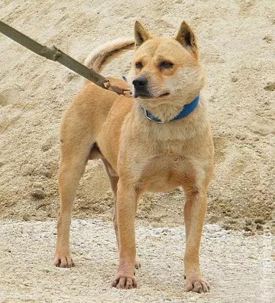 中华田园犬vs日本柴犬,日本柴犬和中华田园犬的区别