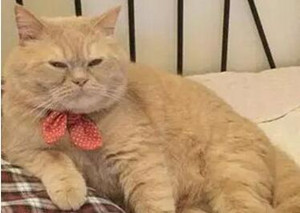 遥远的不是距离而是次元,看动漫的和不看动漫的都沉默了