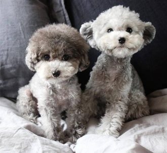 灰色贵宾犬为什么那么贵?网友直言:“水太深”了