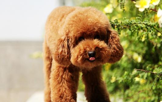 泰迪犬饲养十点经验总结,泰迪犬夏季