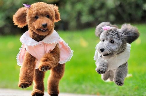 泰迪犬饲养十点经验总结,泰迪犬夏季