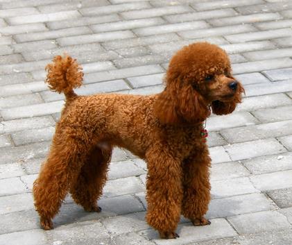 泰迪犬饲养十点经验总结,泰迪犬夏季