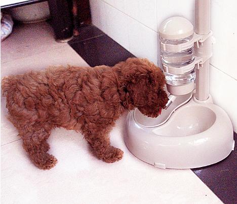 泰迪犬饲养十点经验总结,泰迪犬夏季