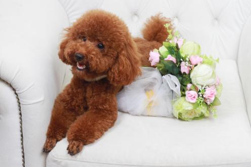 泰迪犬饲养十点经验总结,泰迪犬夏季