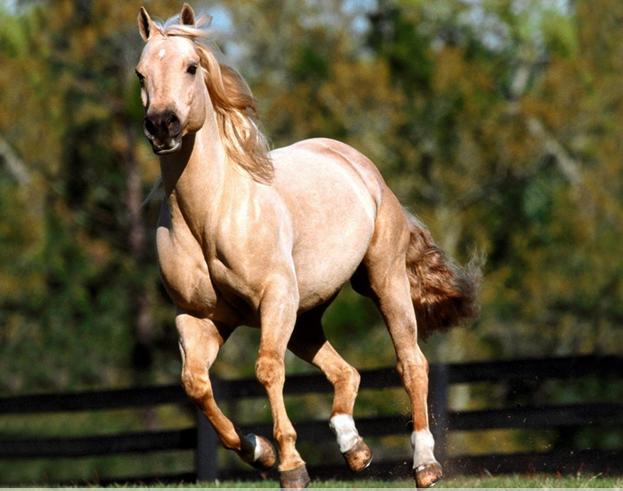 最珍稀的汗血宝马,世界上现存的汗血宝马的现状