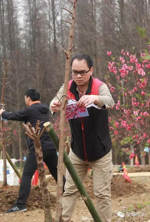 七星岩景区桃花,肇庆七星岩的桃花是什么颜色的