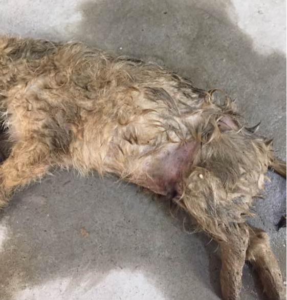 狗狗被撞之后呼吸困难粗重,狗狗被撞以后身上发出恶臭