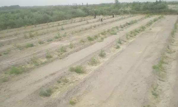 戈壁滩上种大枣,戈壁滩种枣