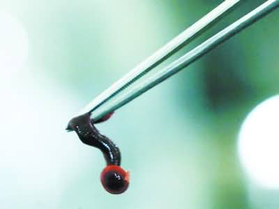 广西养殖蚂蟥致富,养殖小蚂蟥