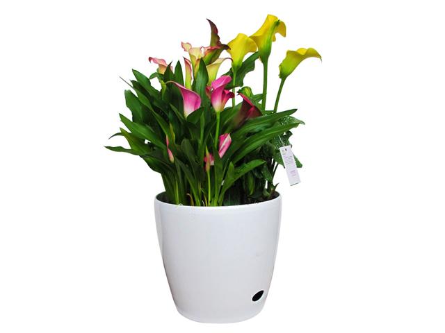 马蹄莲的养殖方法和注意事项盆栽,马蹄莲的种植和养护方法视频讲解