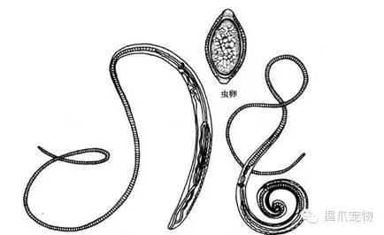 孕妇怀孕期间可以养宠物吗,孕妇家里养宠物好不好