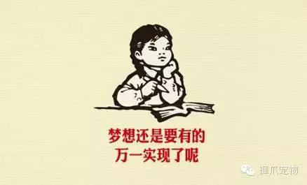 孕妇怀孕期间可以养宠物吗,孕妇家里养宠物好不好