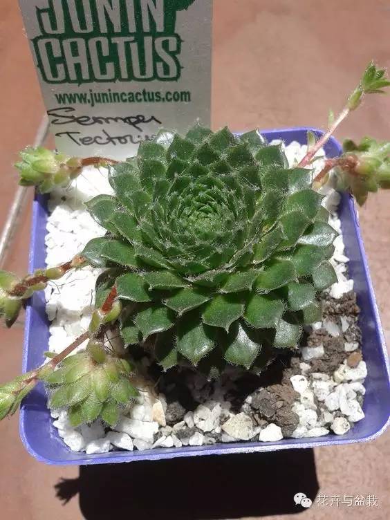 观音莲花的品种,观音莲哪个品种最值钱