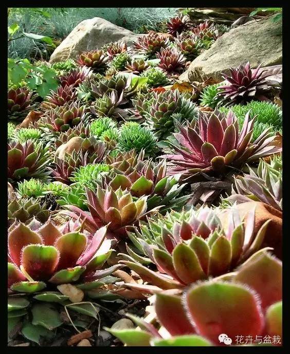 观音莲花的品种,观音莲哪个品种最值钱