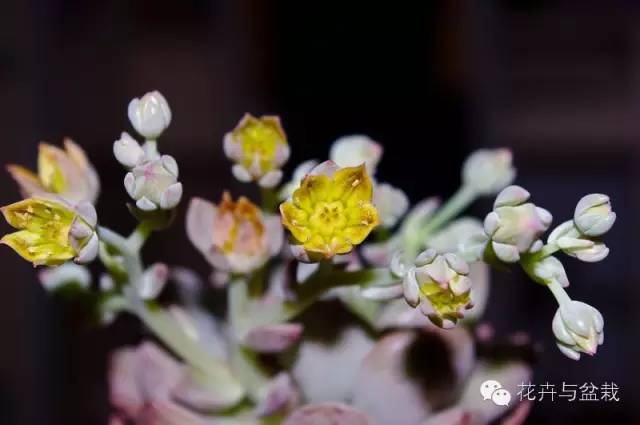 观音莲花的品种,观音莲哪个品种最值钱