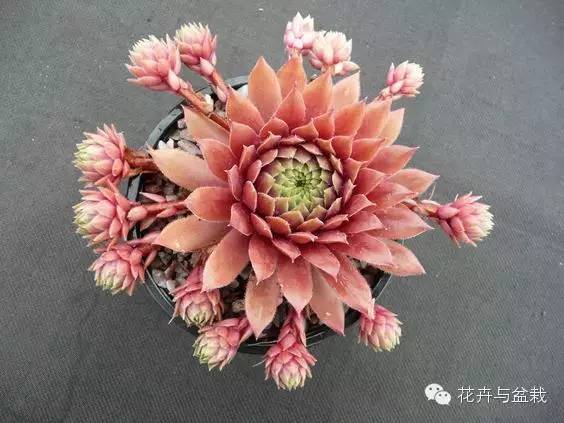 观音莲花的品种,观音莲哪个品种最值钱