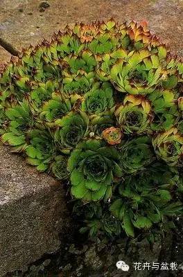 观音莲花的品种,观音莲哪个品种最值钱