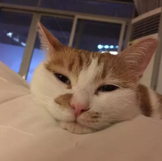 上海宠物领养阿拉斯加,上海宠物领养活动