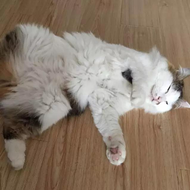 上海宠物领养阿拉斯加,上海宠物领养活动