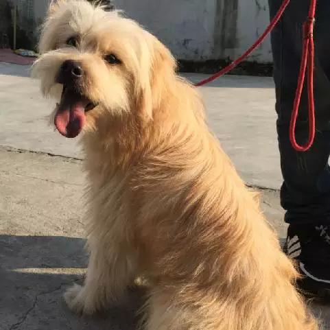 上海宠物领养阿拉斯加,上海宠物领养活动