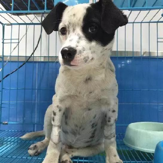 上海宠物领养阿拉斯加,上海宠物领养活动