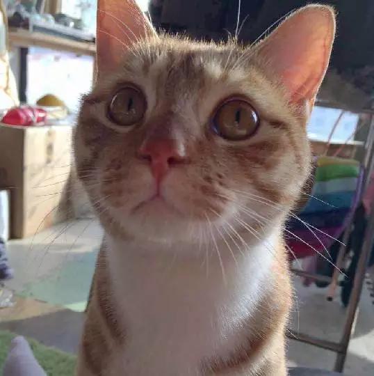 上海宠物领养阿拉斯加,上海宠物领养活动