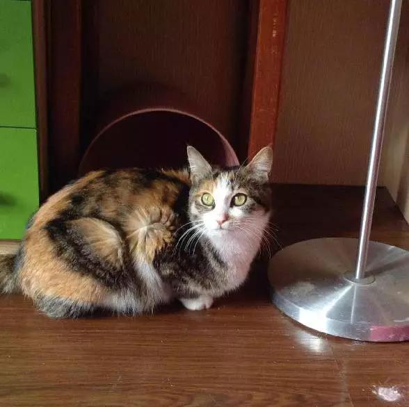 上海宠物领养阿拉斯加,上海宠物领养活动