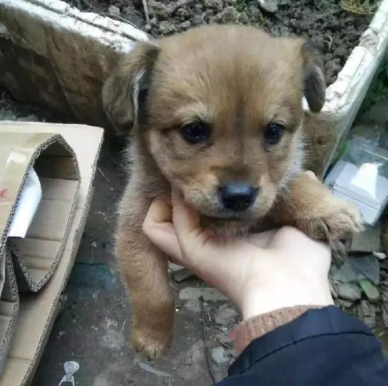 上海宠物领养阿拉斯加,上海宠物领养活动