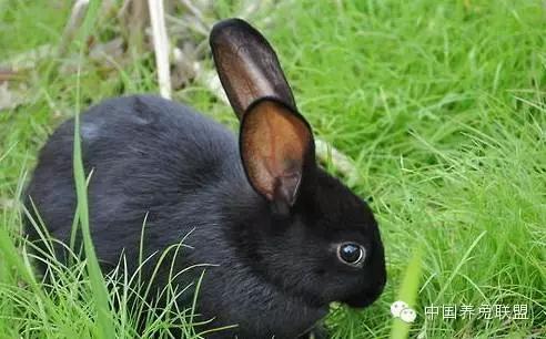 兔软骨病症状,兔子软骨病的治疗方法