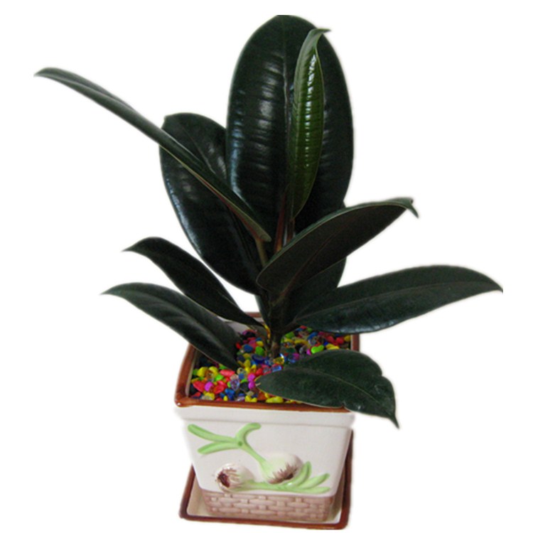 橡皮树绿植养殖方法,家庭绿植橡皮树日常护理小技巧