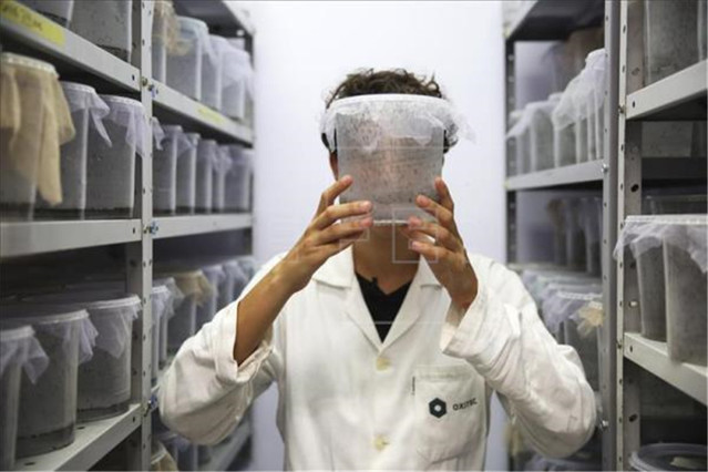 疯狂造蚊，是英国对抗寨卡的方法