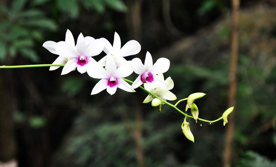 海南兴隆植物园的镇园之宝---“见血封喉”