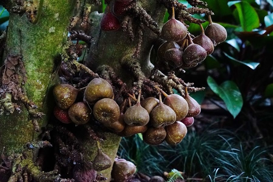 海南兴隆植物园的镇园之宝---“见血封喉”