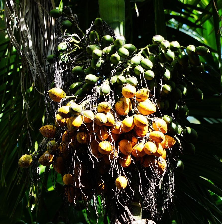 海南兴隆植物园的镇园之宝---“见血封喉”