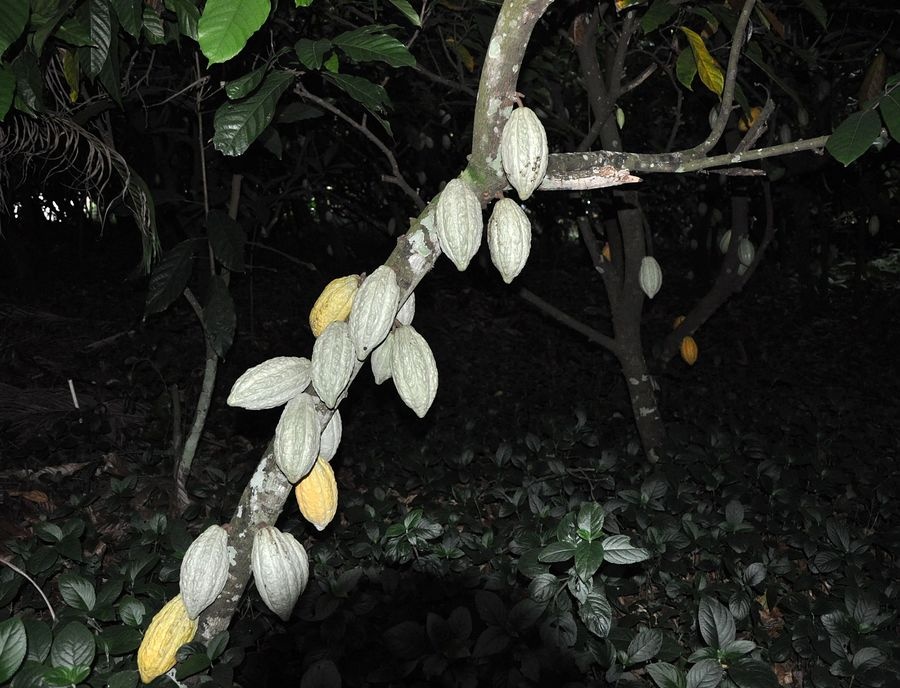 海南兴隆植物园的镇园之宝---“见血封喉”