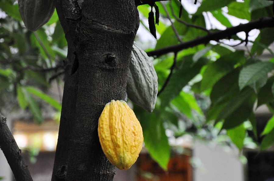 海南兴隆植物园的镇园之宝---“见血封喉”