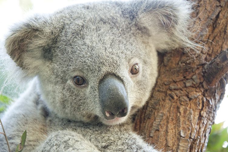 觉得考拉萌萌哒？这里有关于考拉的五大重口味事实！