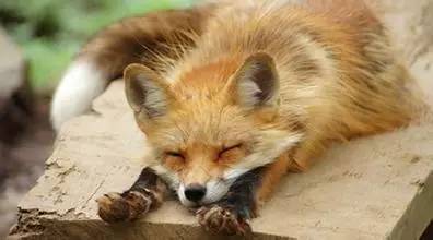 零皮草生活丨要优雅不要污（划掉）杀戮