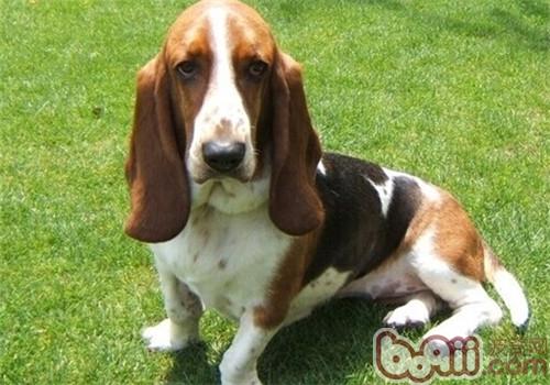 盘点10种最不会脱毛的狗狗，排在第1的墨西哥无毛犬实在太骚啦