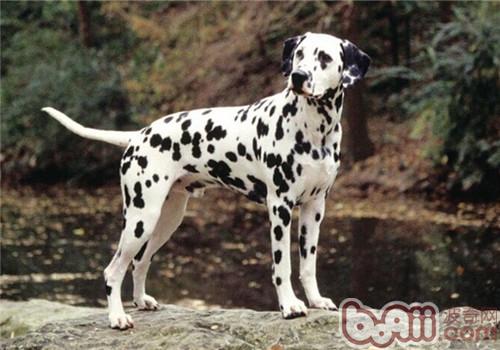 盘点10种最不会脱毛的狗狗，排在第1的墨西哥无毛犬实在太骚啦