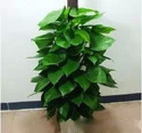 为什么我老是把花养死了,花养死了要丢掉吗